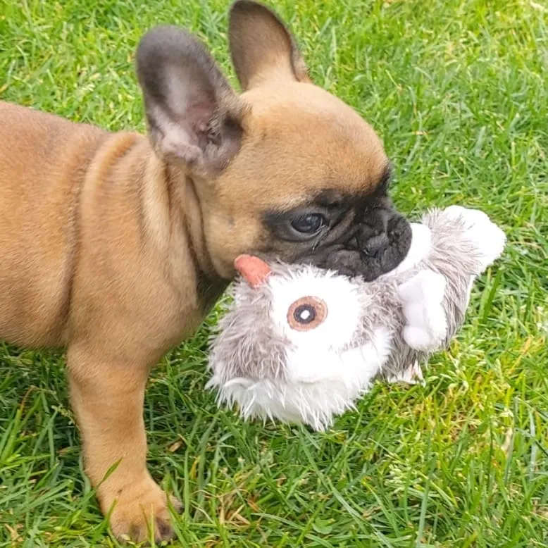 Chiot bouledogue français fauve jouant avec une peluche dans l'herbe