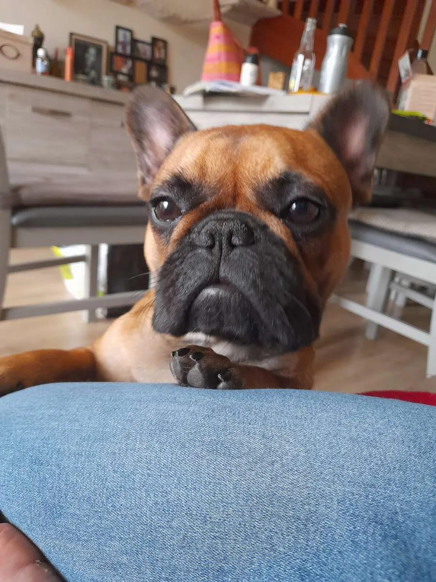 Bouledogue français fauve posé sur les genoux, à la maison